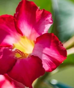 Red Desert Rose Live Plant - Adenium Obesum Starter Flower - Image 4