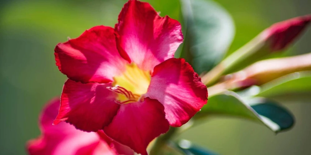 Red Desert Rose Live Plant - Adenium Obesum Starter Flower - Image 4