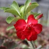 Red Desert Rose Live Plant - Adenium Obesum Starter Flower - Image 1