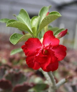 Red Desert Rose Live Plant - Adenium Obesum Starter Flower - Image 1