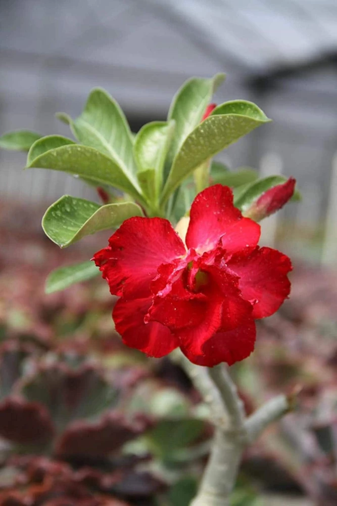 Red Desert Rose Live Plant - Adenium Obesum Starter Flower - Image 1