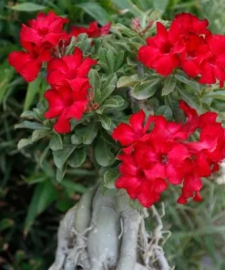Red Desert Rose Plant Live - Adenium Obesum - 4 to 6 Inch Tall Tropical Succulent - Image 2
