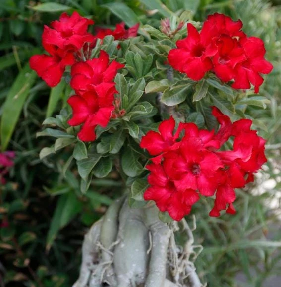 Red Desert Rose Plant Live - Adenium Obesum - 4 to 6 Inch Tall Tropical Succulent - Image 2