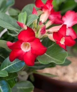 Red Desert Rose Plant Live - Adenium Obesum - 4 to 6 Inch Tall Tropical Succulent - Image 3
