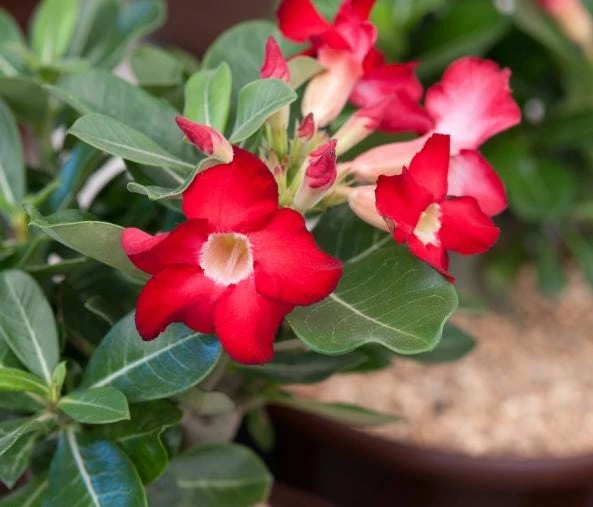 Red Desert Rose Plant Live - Adenium Obesum - 4 to 6 Inch Tall Tropical Succulent - Image 3