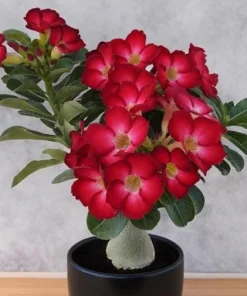 Red Desert Rose Plant Live - Adenium Obesum - 4 to 6 Inch Tall Tropical Succulent - Image 4