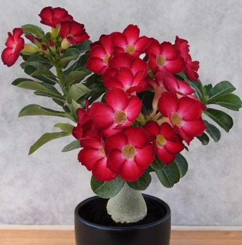 Red Desert Rose Plant Live - Adenium Obesum - 4 to 6 Inch Tall Tropical Succulent - Image 4