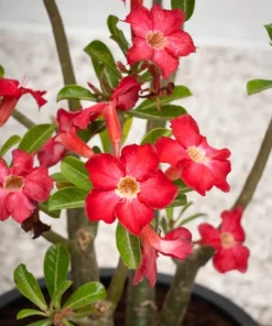 Red Desert Rose Plant Live - Adenium Obesum - 4 to 6 Inch Tall Tropical Succulent - Image 5