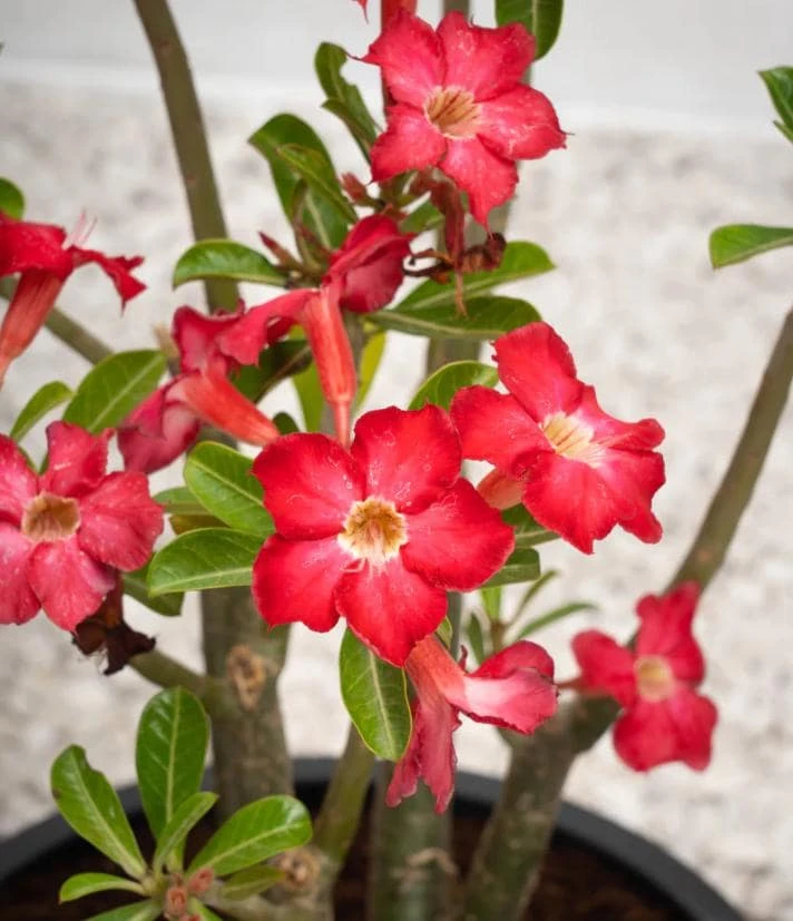Red Desert Rose Plant Live - Adenium Obesum - 4 to 6 Inch Tall Tropical Succulent - Image 5