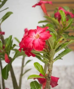 Red Desert Rose Plant Live - Adenium Obesum - 4 to 6 Inch Tall Tropical Succulent - Image 6