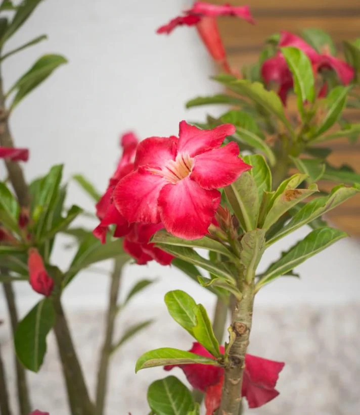 Red Desert Rose Plant Live - Adenium Obesum - 4 to 6 Inch Tall Tropical Succulent - Image 6