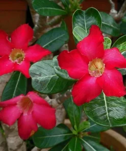 Red Desert Rose Plant Live - Adenium Obesum - 4 to 6 Inch Tall Tropical Succulent - Image 7