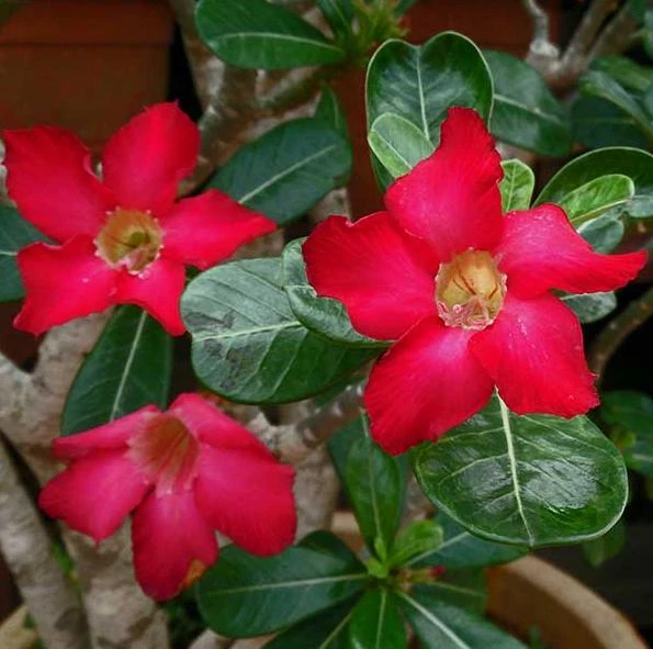 Red Desert Rose Plant Live - Adenium Obesum - 4 to 6 Inch Tall Tropical Succulent - Image 7