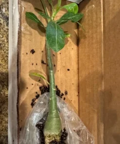 Red Desert Rose Plant Live - Adenium Obesum - 4 to 6 Inch Tall Tropical Succulent - Image 8