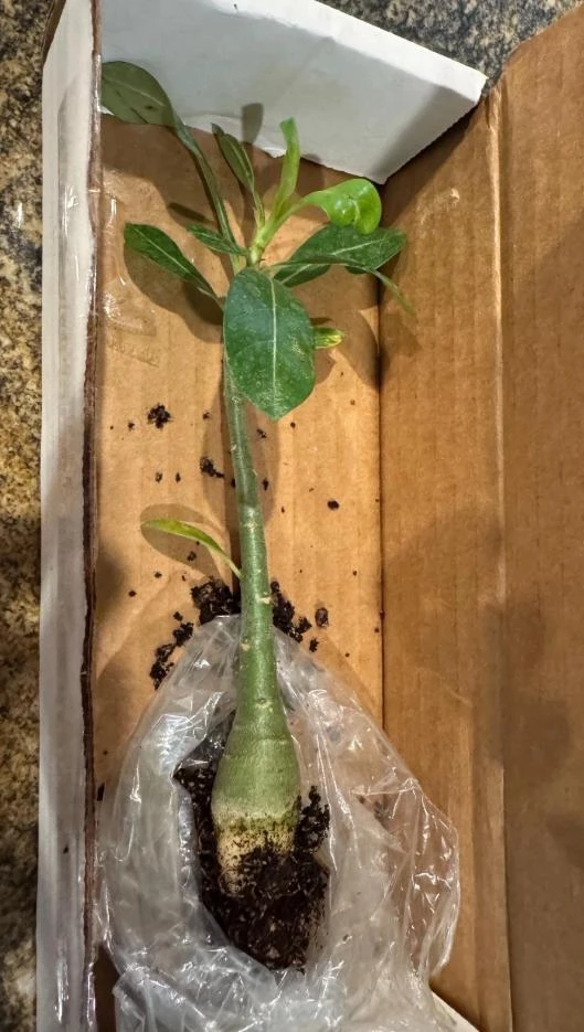 Red Desert Rose Plant Live - Adenium Obesum - 4 to 6 Inch Tall Tropical Succulent - Image 8