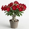 Red Desert Rose Plant Live - Adenium Obesum - 4 to 6 Inch Tall Tropical Succulent - Image 1
