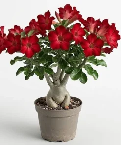 Red Desert Rose Plant Live - Adenium Obesum - 4 to 6 Inch Tall Tropical Succulent - Image 1