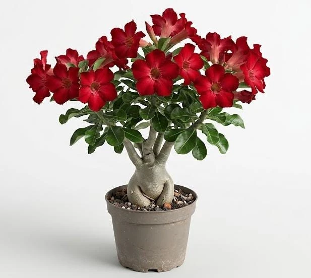 Red Desert Rose Plant Live - Adenium Obesum - 4 to 6 Inch Tall Tropical Succulent - Image 1