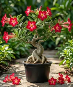 Red Desert Rose Plant Live - Adenium Succulent, 4-6 Inch Tall, Indoor/Outdoor - Image 2