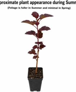 Red Diabolo Ninebark Shrub Live Plant - 8-16" Tall, Quart Pot - Crimson Purple Foliage - Image 2