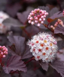 Red Diabolo Ninebark Shrub Live Plant - 8-16