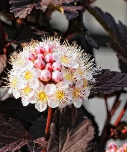 Red Diabolo Ninebark Shrub Live Plant - 8-16