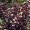 Red Diabolo Ninebark Shrub Live Plant - 8-16" Tall, Quart Pot - Crimson Purple Foliage - Image 1