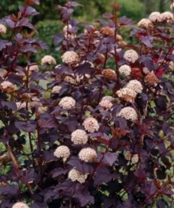 Red Diabolo Ninebark Shrub Live Plant - 8-16" Tall, Quart Pot - Crimson Purple Foliage - Image 1