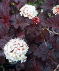 Red Diabolo Ninebark Shrub Live Plant - 8-16