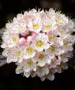 Red Diabolo Ninebark Shrub Live Plant - 8-16