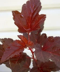 Red Diabolo Ninebark Shrub Live Plant - 8-16