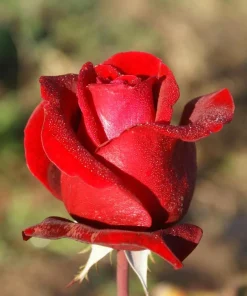 Red Don Juan Climbing Rose Live Plant, Fragrant Garden Bush, 4-6 Inch Tall - Image 3