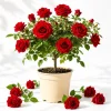 Red Don Juan Climbing Rose Live Plant, Fragrant Garden Bush, 4-6 Inch Tall - Image 1