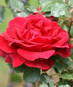 Red Don Juan Climbing Rose Live Plant, Fragrant Garden Bush, 4-6 Inch Tall - Image 4