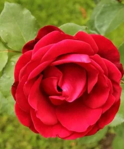 Red Don Juan Climbing Rose Live Plant, Fragrant Garden Bush, 4-6 Inch Tall - Image 5