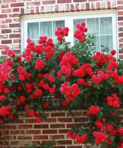 Red Don Juan Climbing Rose Live Plant, Fragrant Garden Bush, 4-6 Inch Tall - Image 6