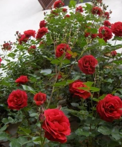 Red Don Juan Climbing Rose Live Plant - Fragrant Vine Bush, 4-6 Inch Tall, Outdoor - Image 2