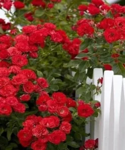 Red Don Juan Climbing Rose Live Plant - Fragrant Vine Bush, 4-6 Inch Tall, Outdoor - Image 3