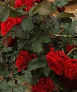 Red Don Juan Climbing Rose Live Plant - Fragrant Vine Bush, 4-6 Inch Tall, Outdoor - Image 4