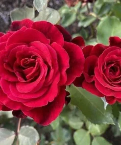 Red Don Juan Climbing Rose Live Plant - Fragrant Vine Bush, 4-6 Inch Tall, Outdoor - Image 5