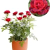 Red Don Juan Climbing Rose Live Plant - Fragrant Vine Bush, 4-6 Inch Tall, Outdoor - Image 1