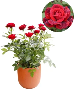 Red Don Juan Climbing Rose Live Plant - Fragrant Vine Bush, 4-6 Inch Tall, Outdoor - Image 1