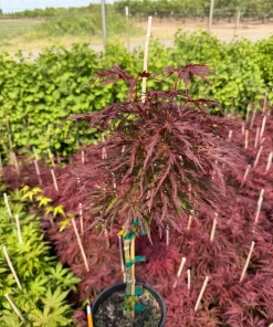 Red Dragon Japanese Maple Tree - Live Plant 15-22