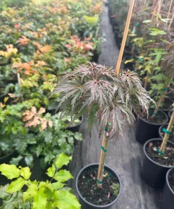 Red Dragon Japanese Maple Tree - Live Plant 15-22