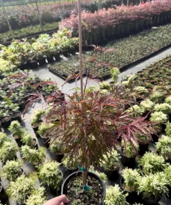 Red Dragon Japanese Maple Tree - Live Plant 15-22