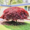 Red Dragon Japanese Maple Tree - Live Plant 15-22" Tall - #1 Container - Image 1