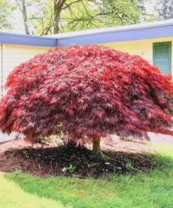 Red Dragon Japanese Maple Tree - Live Plant 15-22