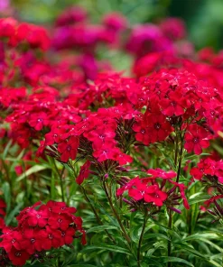 Red Drummond Phlox Seeds - 200 Count - Bright Red Annual Blooms for Gardens - Image 2