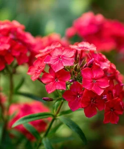 Red Drummond Phlox Seeds - 200 Count - Bright Red Annual Blooms for Gardens - Image 3