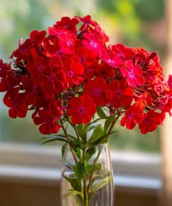 Red Drummond Phlox Seeds - 200 Count - Bright Red Annual Blooms for Gardens - Image 4